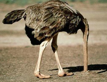 As instruções da avestruz